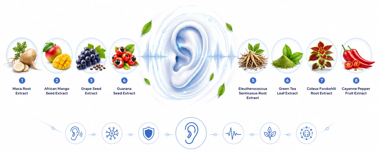 AudiLeaf herbal ingredients illustration